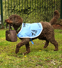 Animal-Assisted-Therapy (AAT) For Human-Canine Teams Animal-Assisted-Therapy (AAT) For Human-Canine Teams