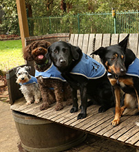 Animal-Assisted-Therapy (AAT) For Human-Canine Teams Animal-Assisted-Therapy (AAT) For Human-Canine Teams