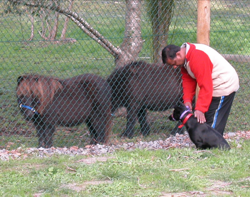 Alpha Canine Professional