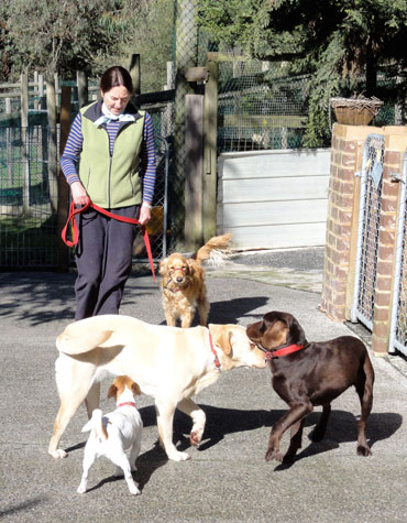 Alessina healing a dog past dogs running on the free