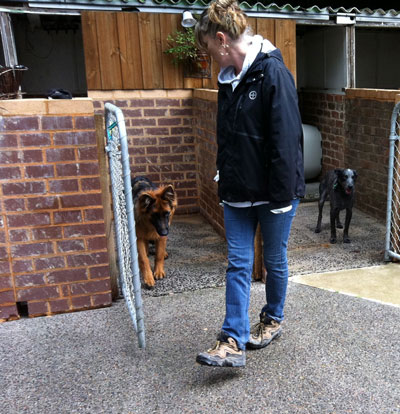 Linda learning how to teach her german shepherd gateways