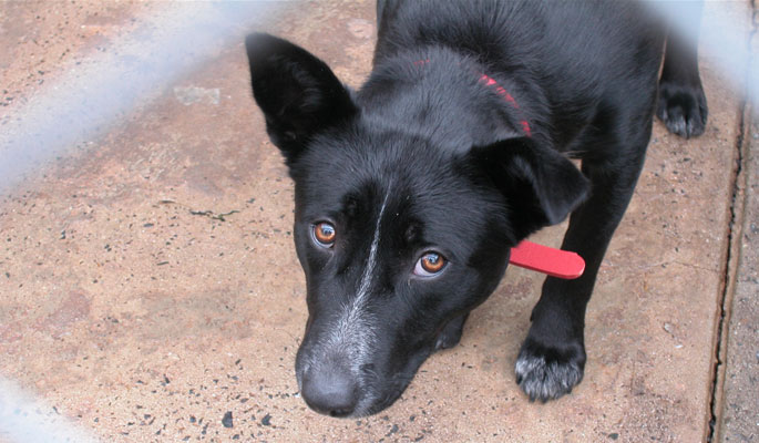 Learn to read and recognise canine body language