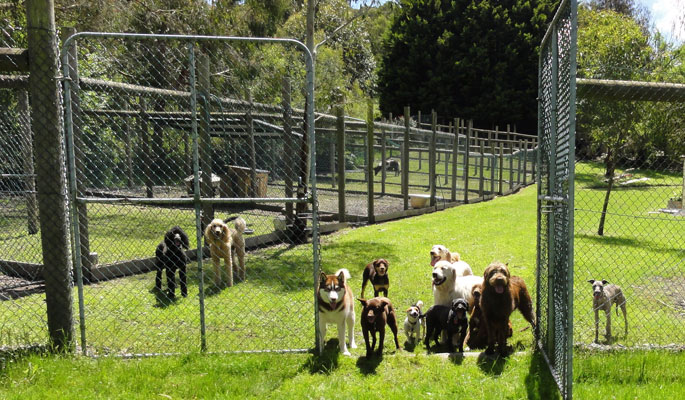 Dogs learn reliable obedience and manners