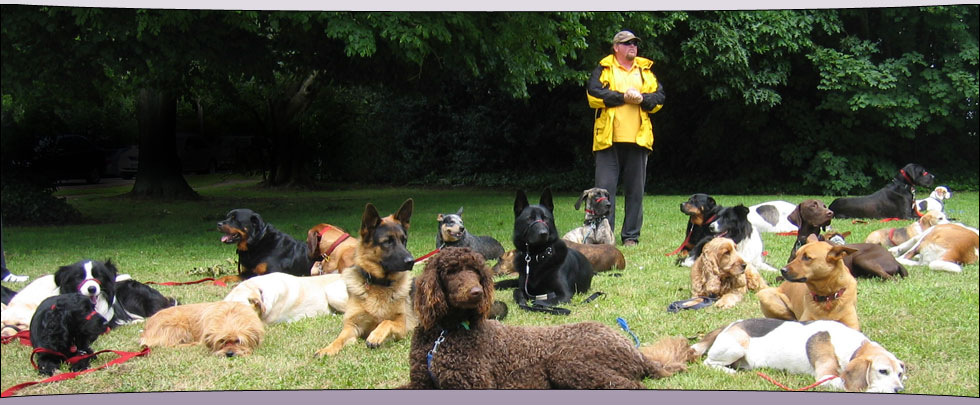 Alpha Canine Professional Trainer and Trainees' dogs in a drop step-away