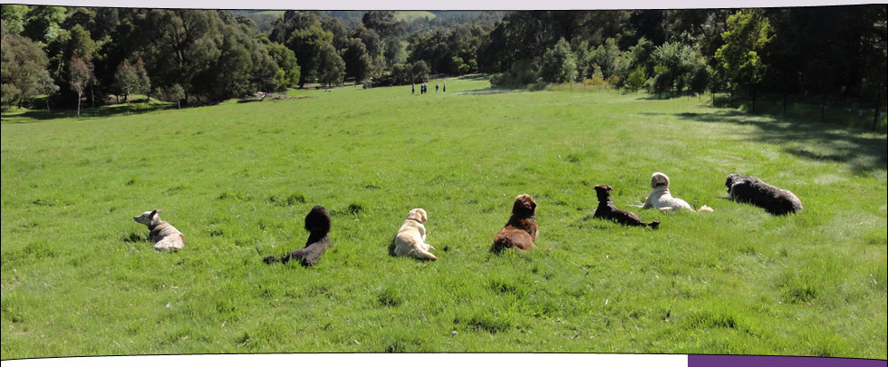 Alpha Canine Professional Trainer and Trainees' dogs in a drop step-away with their owners off in the distance