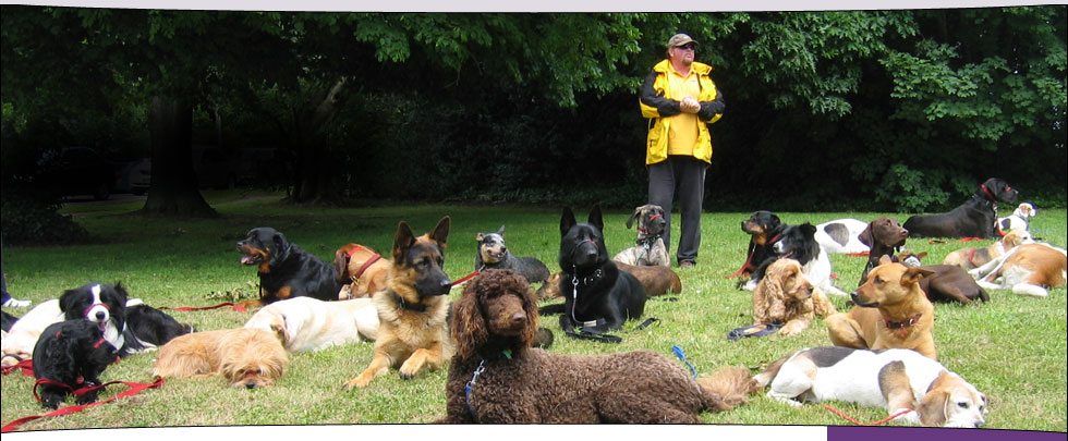 Alpha Canine Professional Trainer and Trainees' dogs in a drop step-away