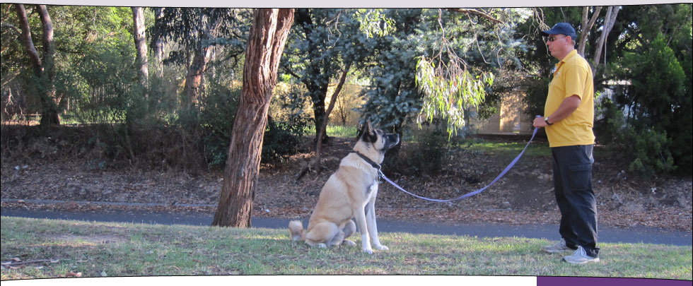 George doing a sit step-away with Yoshi (Akita)