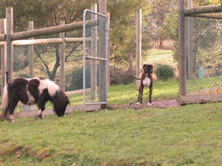 A boxer waiting inside the gate despite the distraction of a horse approaching