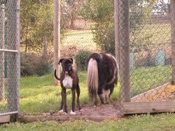 A boxer waiting inside the gate despite the horse walking through the gate