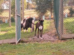 A boxer waiting inside the gate despite the horse now sharing it's pen