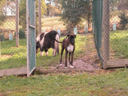 A boxer waiting inside the gate despite the horse now sharing it's pen A boxer waiting inside the gate despite the horse now sharing it's pen
