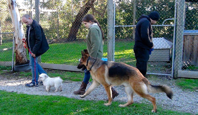 Handle and train dogs