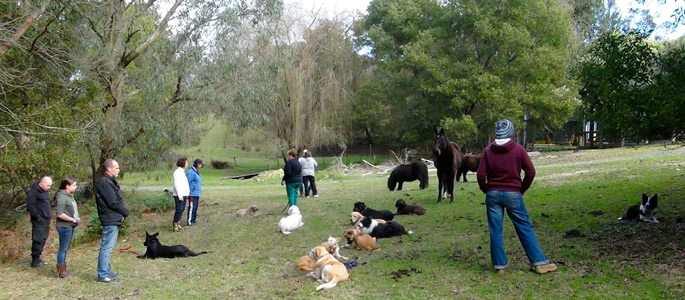 Train dogs in different environments