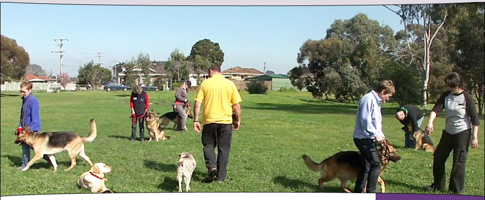 Lecture and workshop at the German Shepherd Club