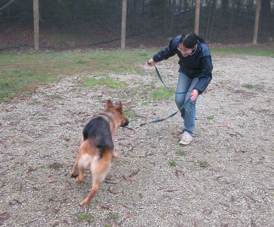 Alpha Canine Professional Alpha Canine Professional