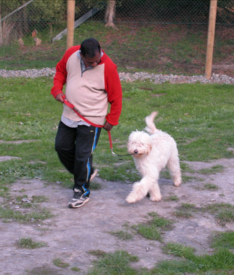 Alpha Canine Professional Alpha Canine Professional