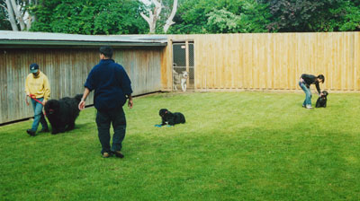 Alpha Canine Professional Alpha Canine Professional