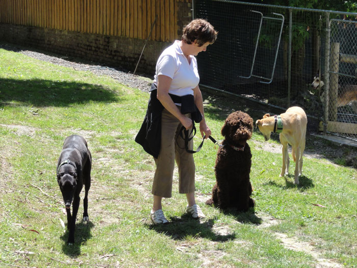 Denise practising a sit step away with the distraction of dogs in the free nearby