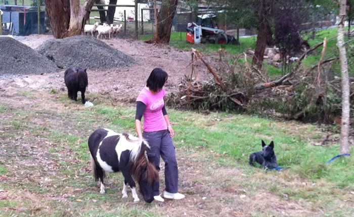 Kristin working a drop step away whilst patting one of the ponies as a distraction