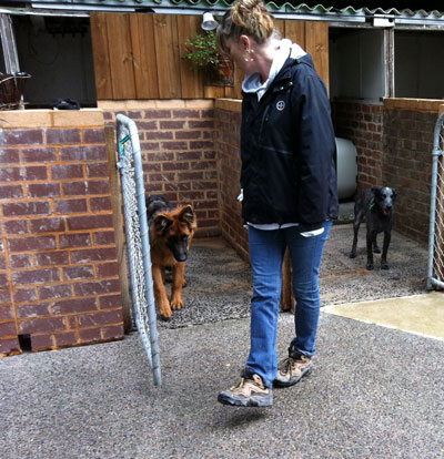 Linda learning how to teach her german shepherd gateways Linda learning how to teach her german shepherd gateways